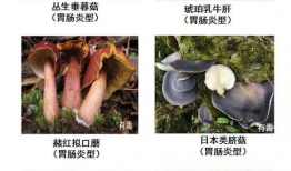 永利蘑菇吃瓜料每日爆料,揭秘娱乐圈最新爆料